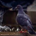 Feral pigeon