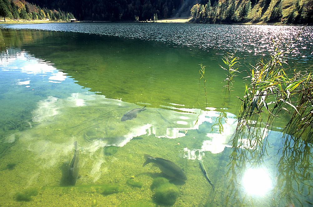 Ferchensee