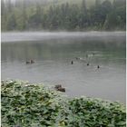 Ferchensee in Wolken