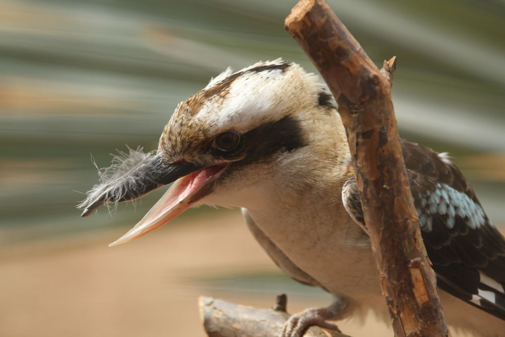 Ferdervogel