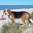 Ferdi am Hundestrand Schillig (02.07.18)