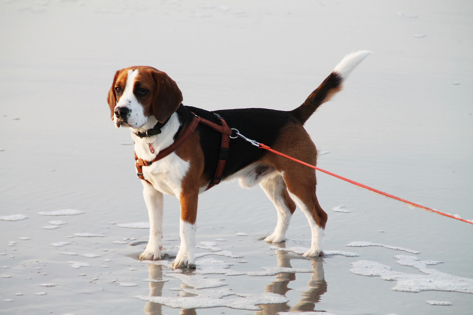 Ferdi am Strand von SPO (17.09.18)