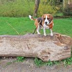 Ferdi auf dem Weg ins Felsenmeer