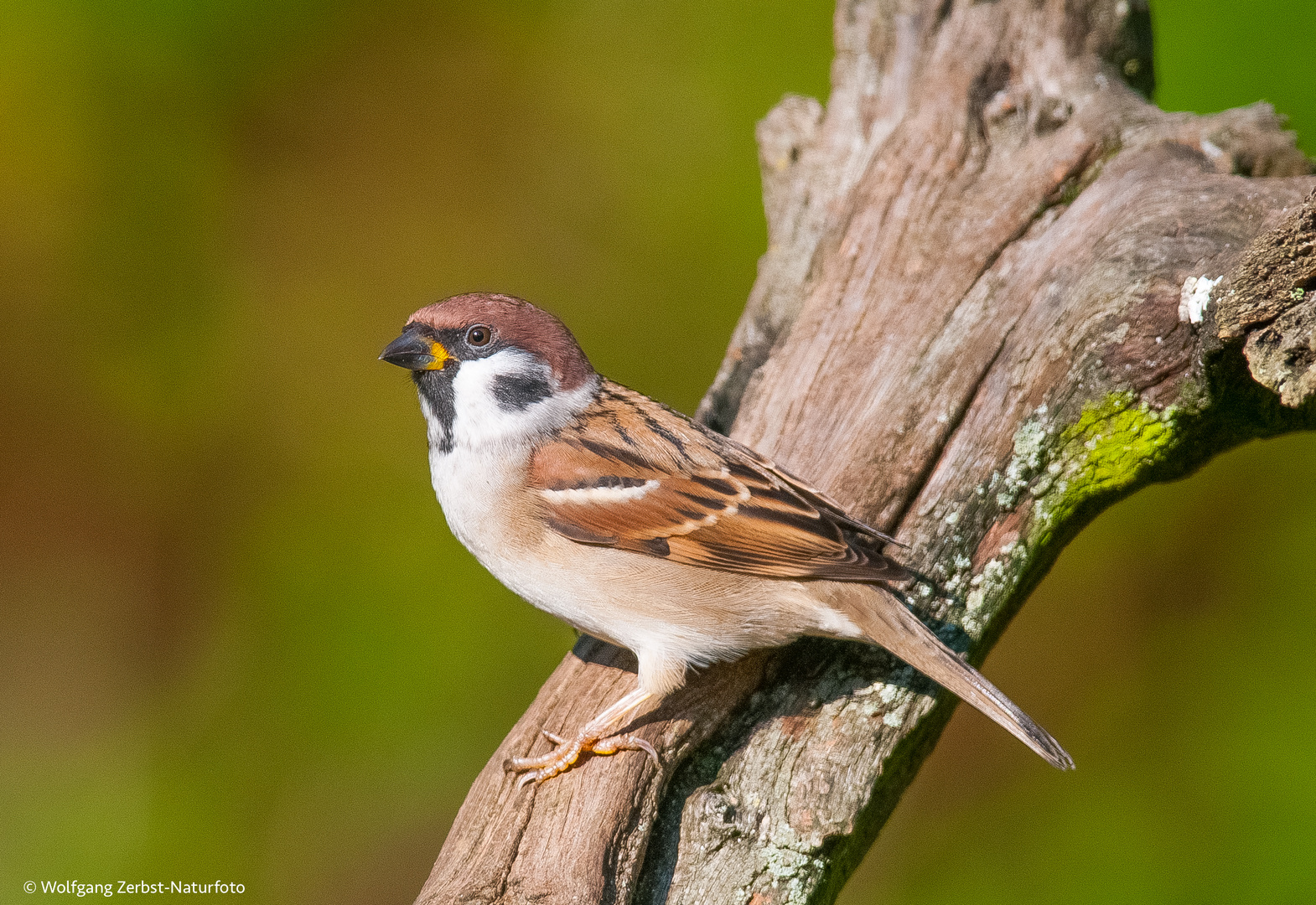 ". Ferdsperling oder nur ein Spatz "