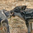 "Fergli .... hast du schon gehört, dass die Schweinefleischpreise schon wieder gestiegen sind"?