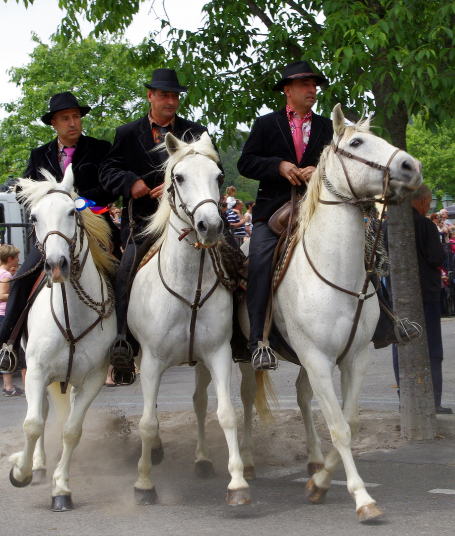 Féria d'Alès : l'Abrivado !!