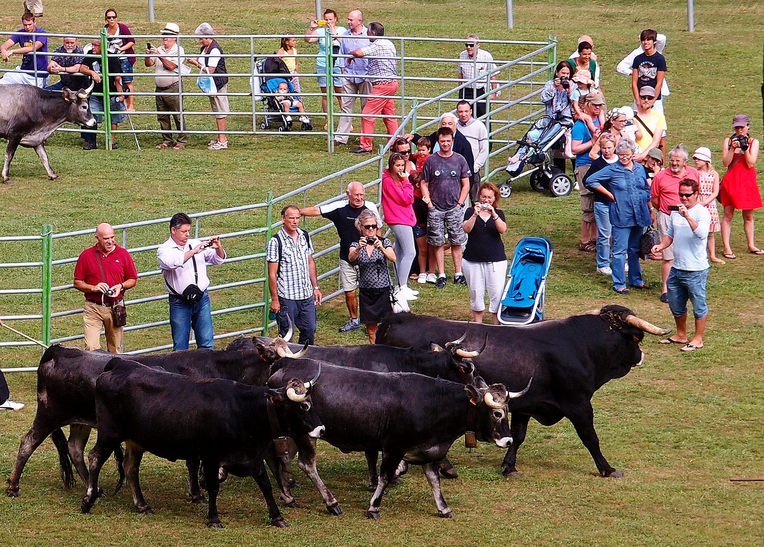 Feria de ganado en Comillas
