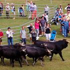 Feria de ganado en Comillas