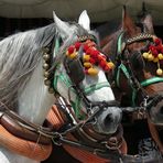 Feria de Mayo - caballos