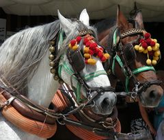 Feria de Mayo - caballos