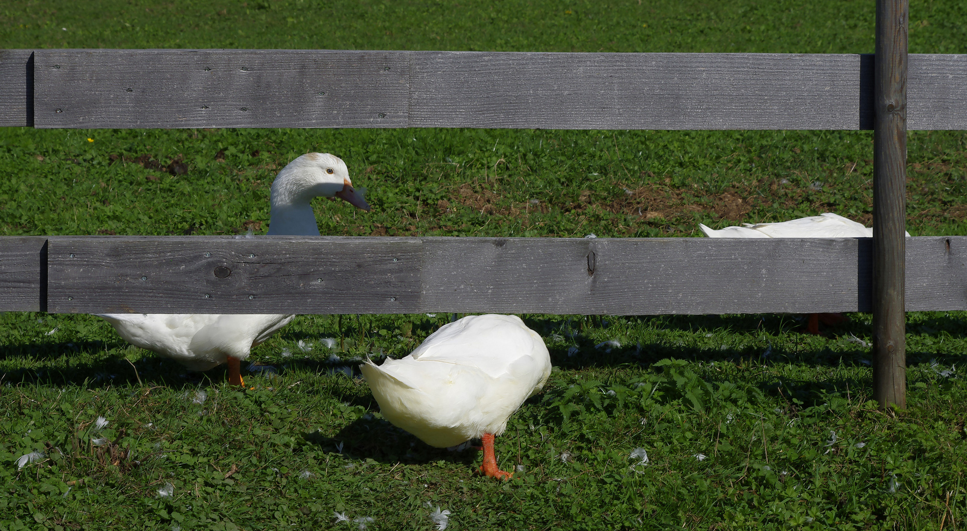 Ferien auf dem Bauernhof