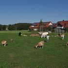 Ferien auf dem Bauernhof