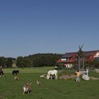 Ferien auf dem Bauernhof