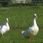 Ferien auf dem Bauernhof