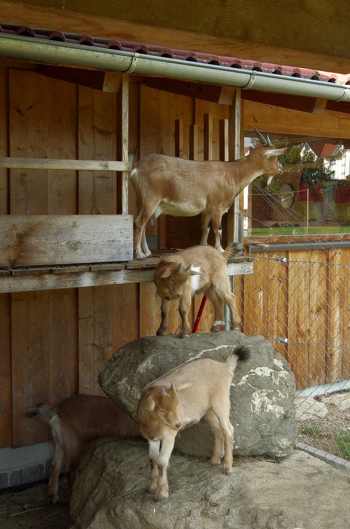 Ferien auf dem Bauernhof