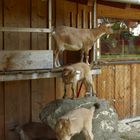 Ferien auf dem Bauernhof