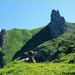 Ferien auf der Alp sind gesund für Körper, Geist und Seele.