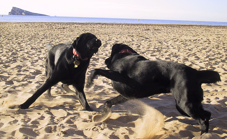 ferien für führhunde