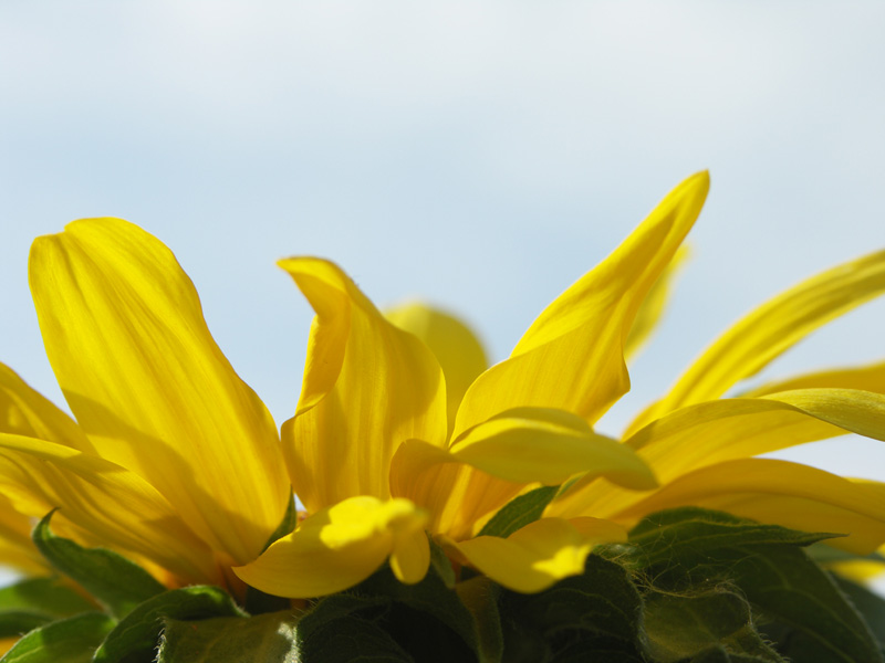 Ferienbeginn im Garten