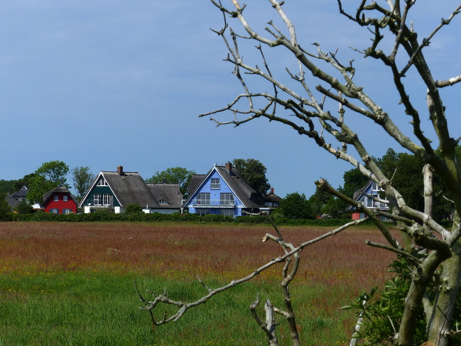 Ferienhäuser auf dem Darß, in dem blauen hab ich gewohnt, wunderbar.