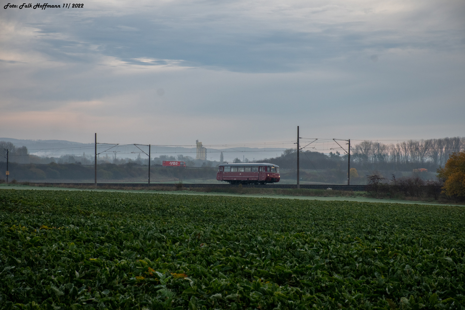 Ferkel am Morgen