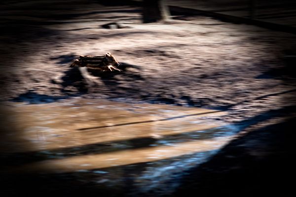 Ferkel auf der Flucht