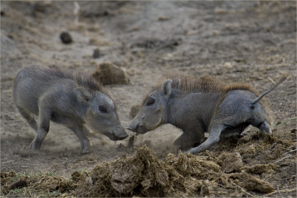 Ferkel Fight