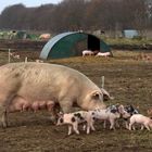 Ferkel haben Auslauf