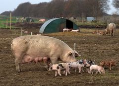 Ferkel haben Auslauf