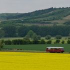 Ferkel im Frühling