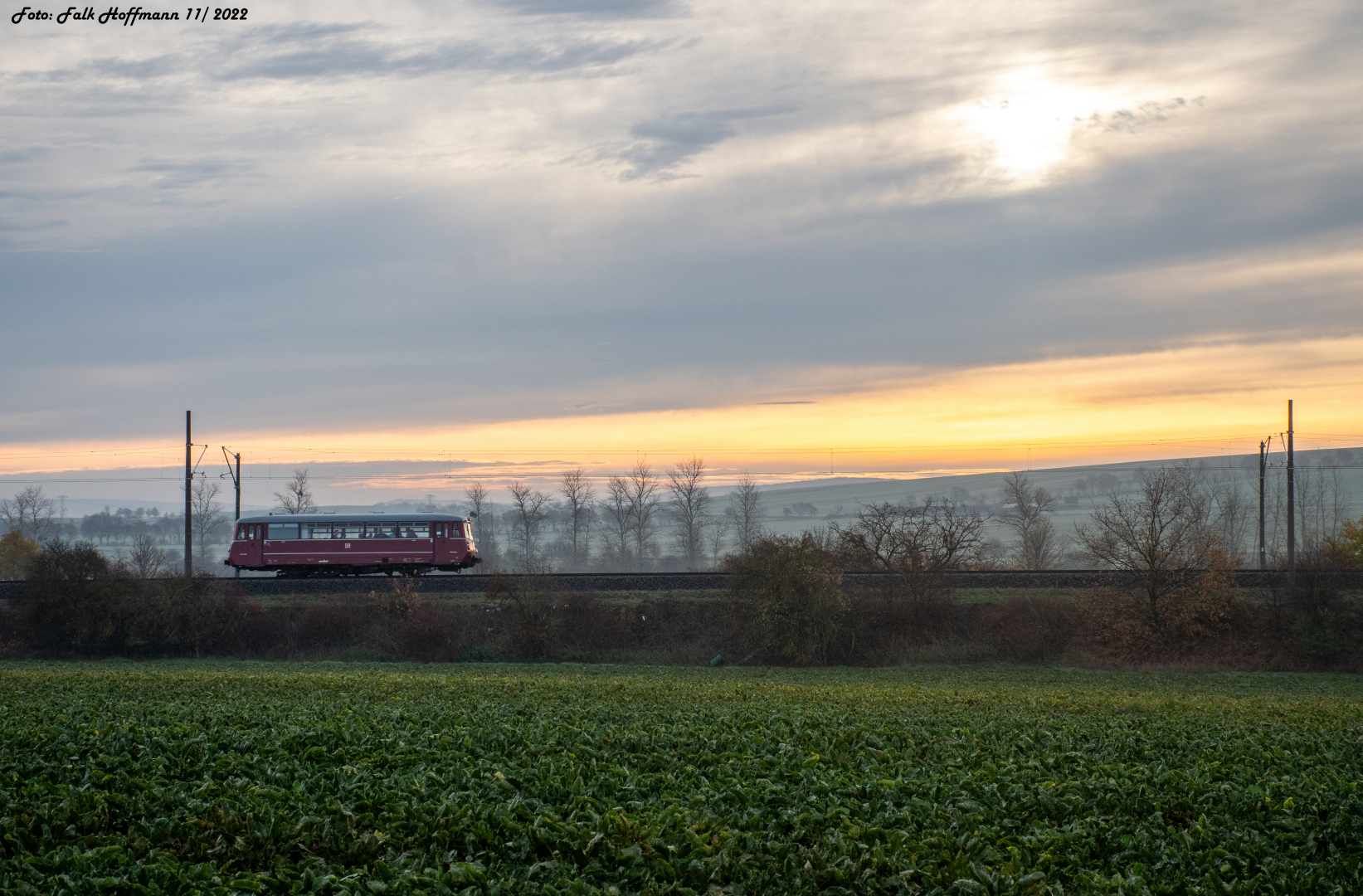 Ferkel im Sonnenaufgang