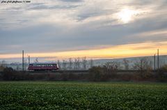 Ferkel im Sonnenaufgang