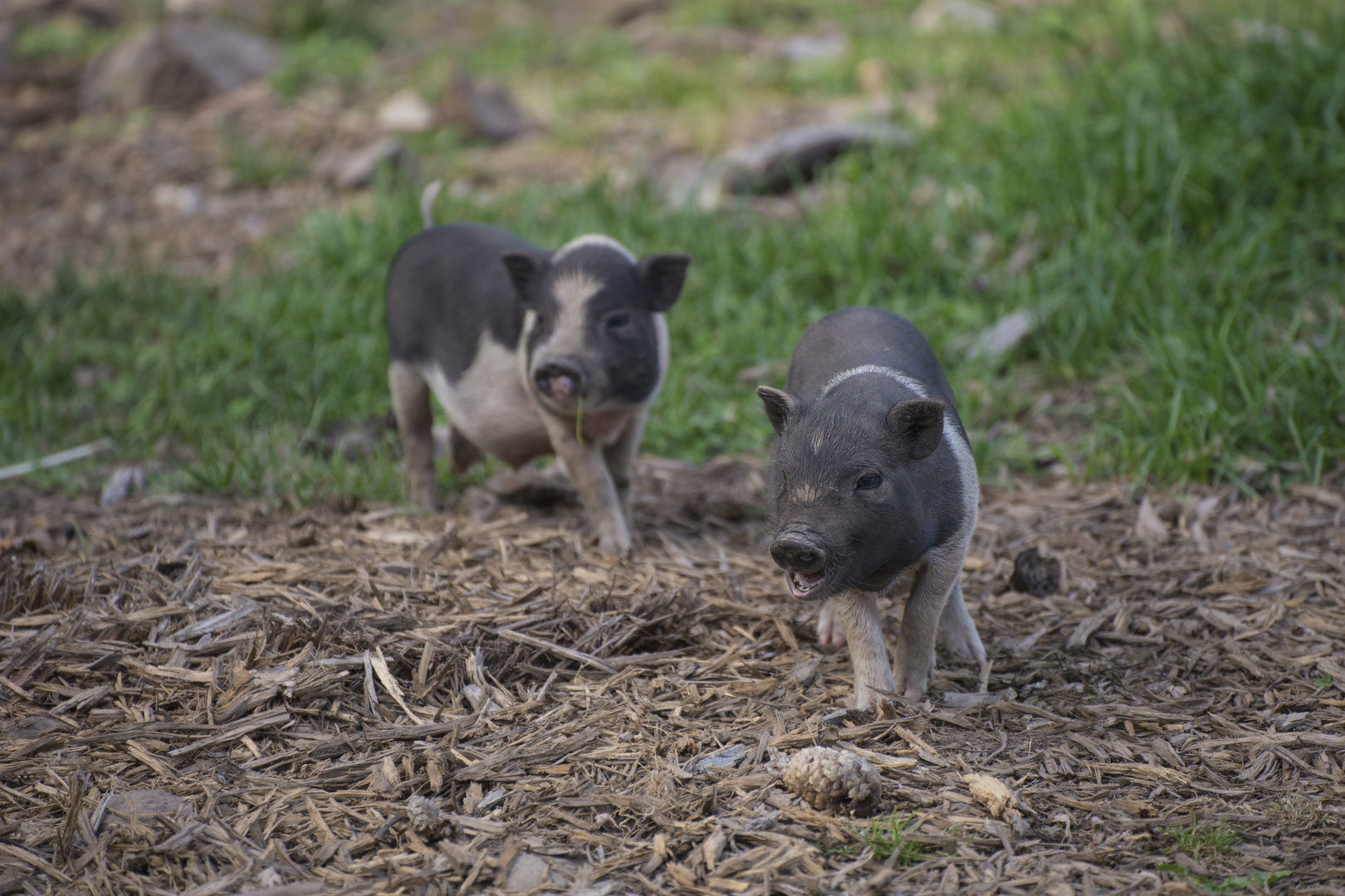 Ferkel in Angriffsposition