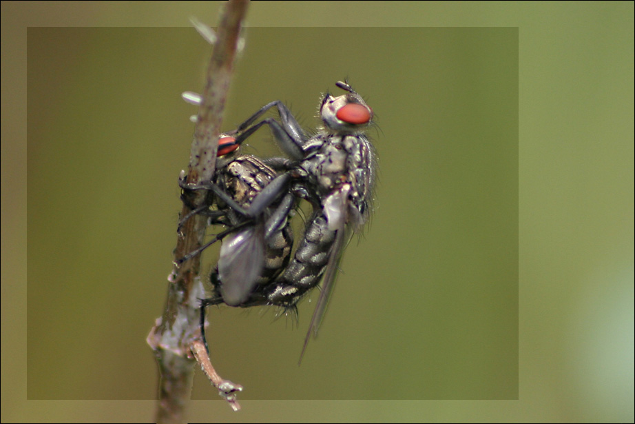 Ferkel oder Fliegen...