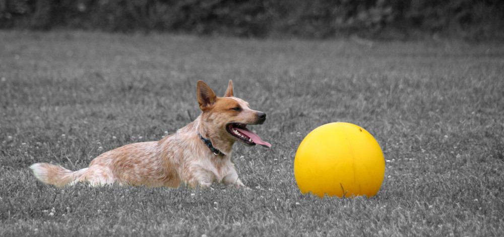 Ferkelball