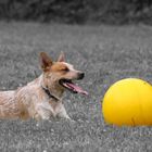 Ferkelball