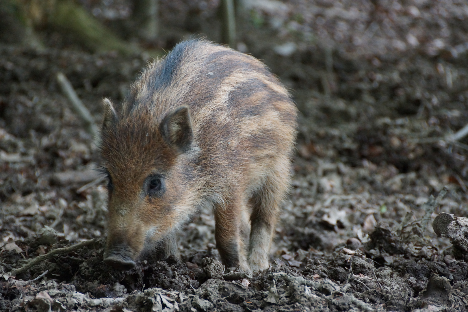 Ferkelchen bei der Lieblingsbeschäftigung