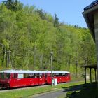 Ferkeltaxe in Schwarzburg