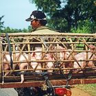 Ferkeltaxi, Vietnam