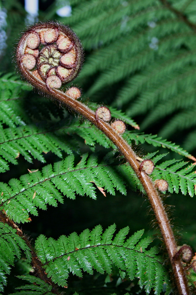 Fern