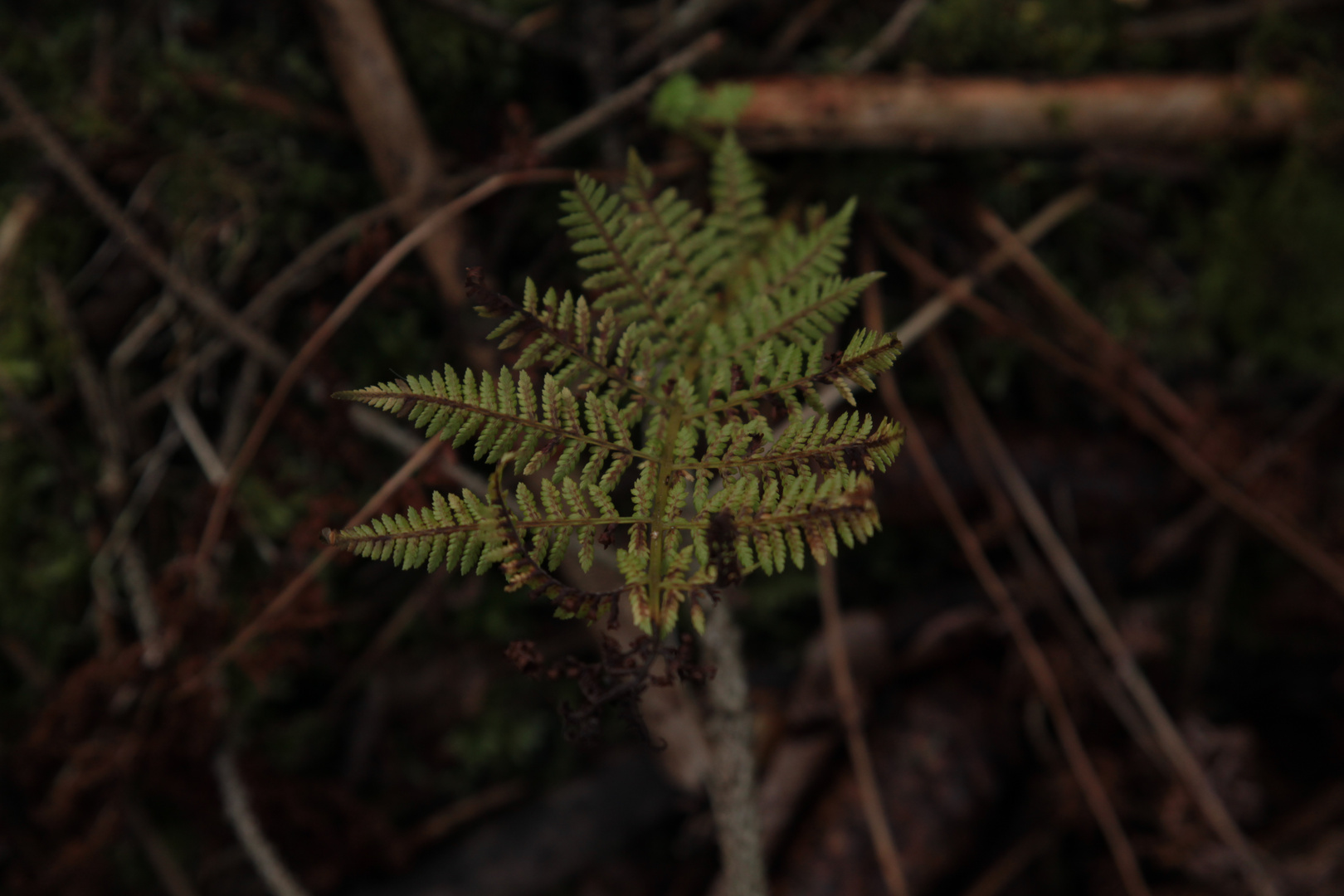 Fern - 1