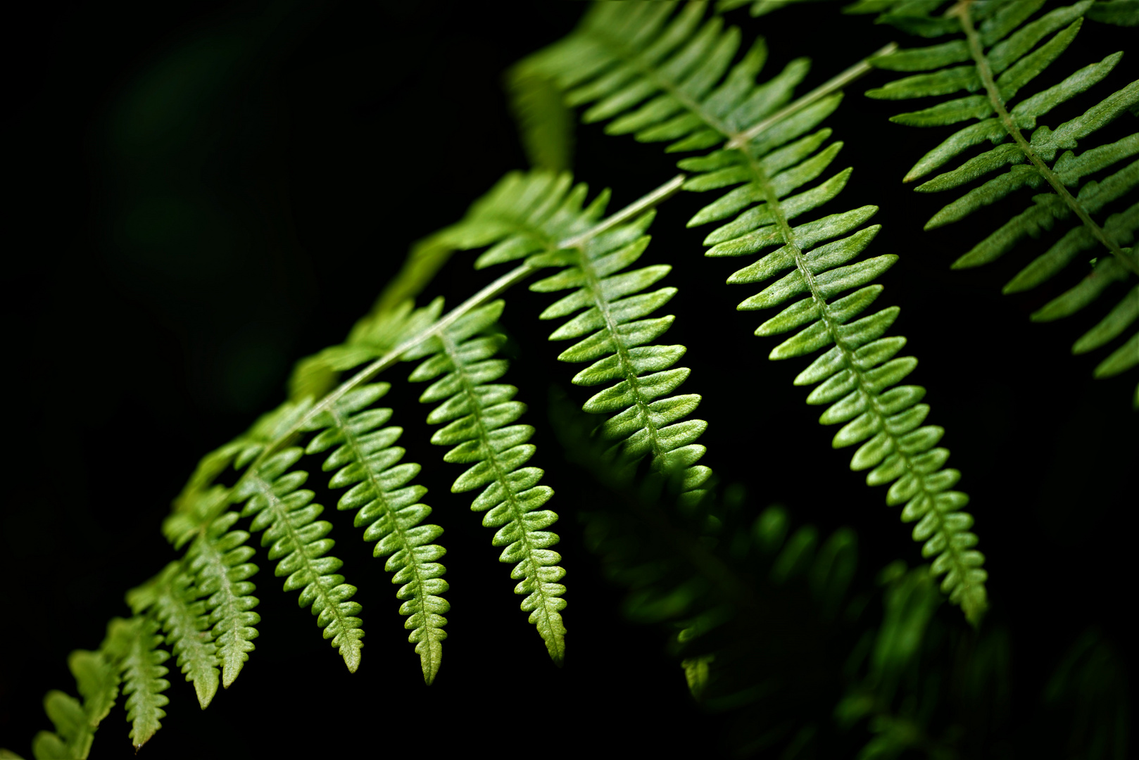 Fern