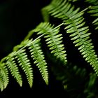 Fern