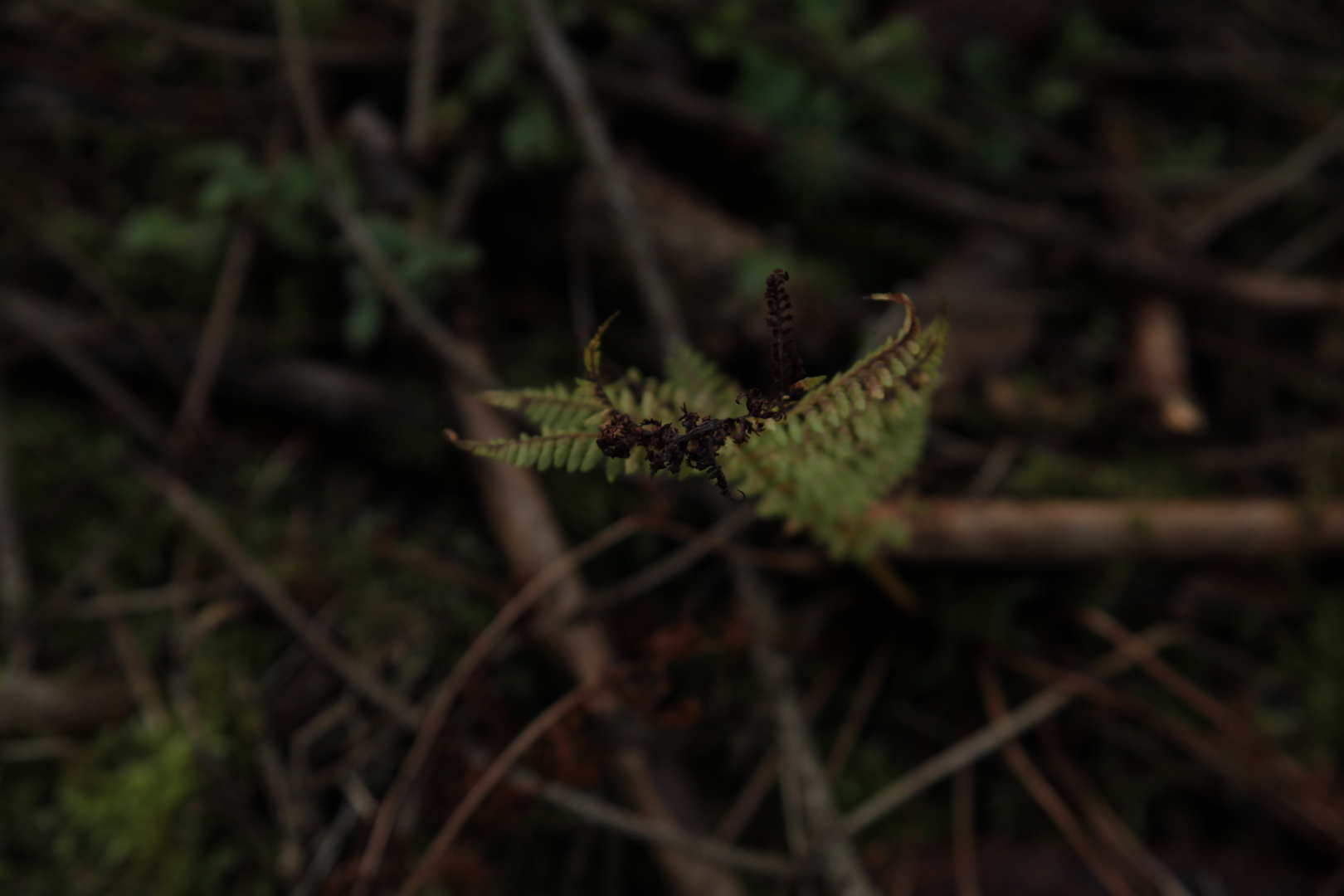 Fern - 4 