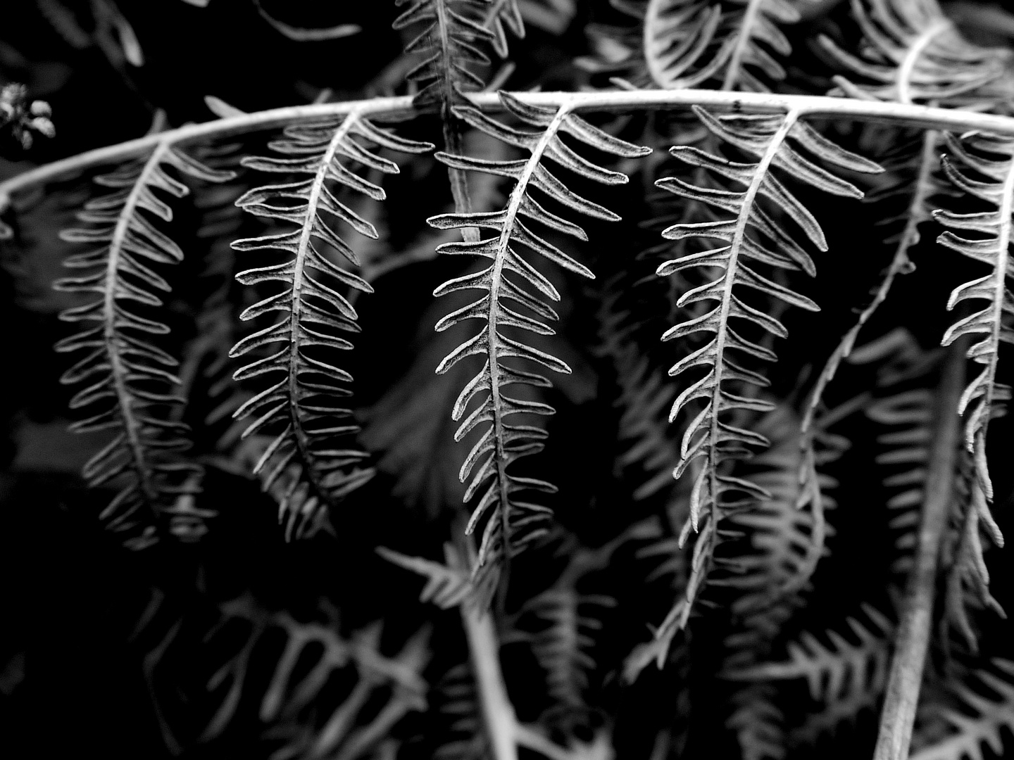 fern