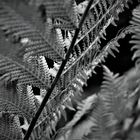 Fern