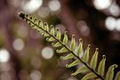 Fern di Laura Benvenuti 