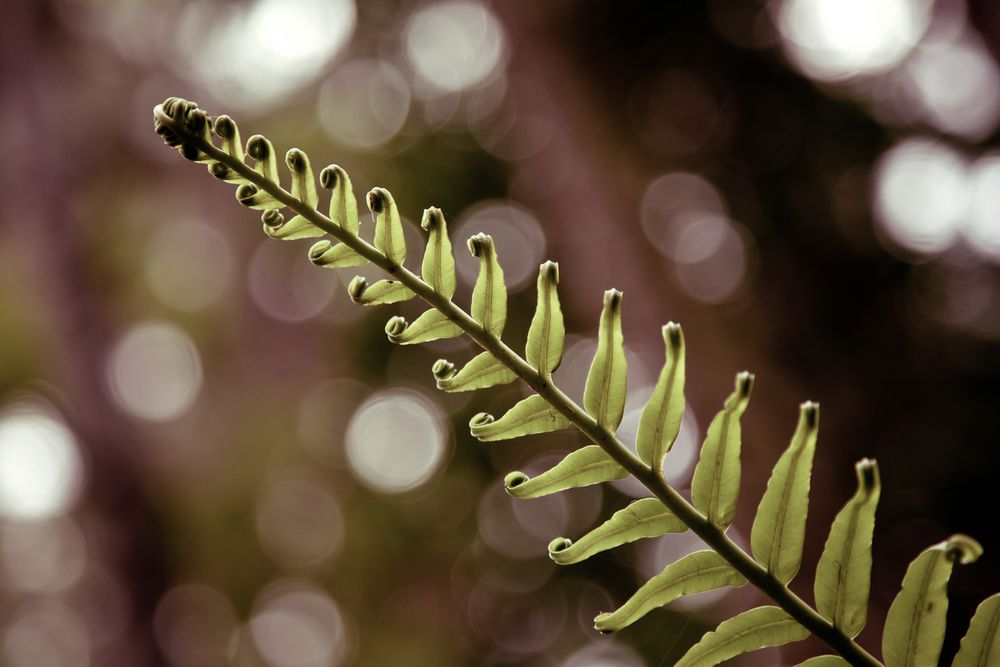 Fern di Laura Benvenuti 