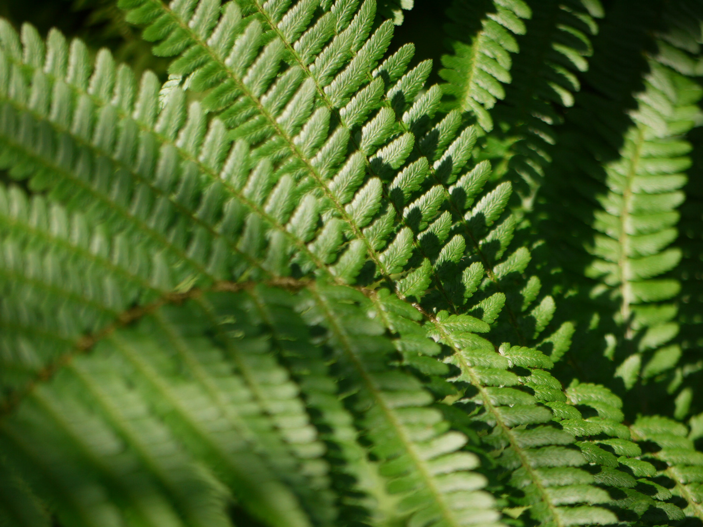 Fern, Allgaeu, Hintersteiner Valley