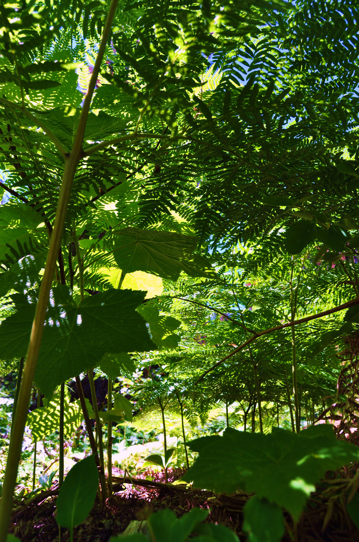 Fern Canopy